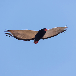 South Luangwa - Bateleur eagle